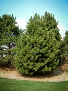 Сосна Чёрная (Pinus Nigra) купить по цене от 270.00р. в интернет-магазине «Посадика» с доставкой почтой в в Жигулевске и по всей России – [изображение №1].