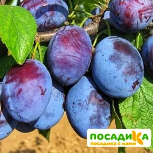 Слива Чачакская ранняя купить по цене от 229.00р. в интернет-магазине «Посадика» с доставкой почтой в в Жигулевске и по всей России – [изображение №1].