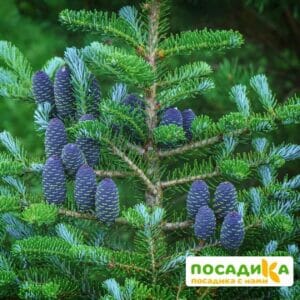 Пихта корейская (Abies koreana) купить по цене от 450.00р. в интернет-магазине «Посадика» с доставкой почтой в в Жигулевске и по всей России – [изображение №1].