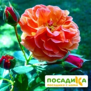 Роза Арабия купить по цене от 350.00р. в интернет-магазине «Посадика» с доставкой почтой в в Жигулевске и по всей России – [изображение №1].