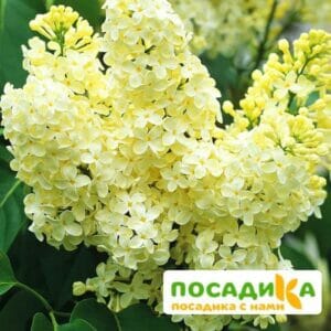 Сирень Примроуз (Primrose) купить по цене от 529.00р. в интернет-магазине «Посадика» с доставкой почтой в в Жигулевске и по всей России – [изображение №1].