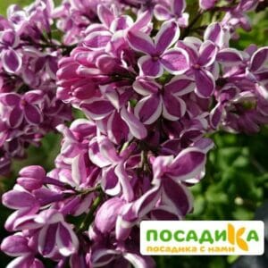 Сирень Сенсация купить по цене от 529.00р. в интернет-магазине «Посадика» с доставкой почтой в в Жигулевске и по всей России – [изображение №1].