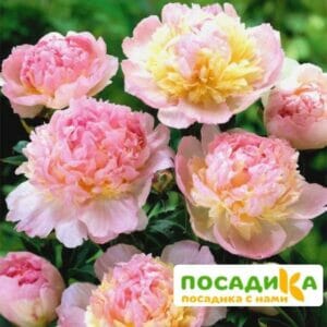 Пион Распберри Сандей (Paeonia Raspberry Sundae) купить по цене от 959р. в интернет-магазине «Посадика» с доставкой почтой в в Жигулевске и по всей России – [изображение №1].