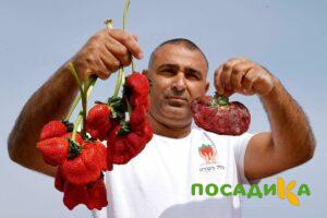 Клубника Гигант Джорнея купить по цене от 266р. в интернет-магазине «Посадика» с доставкой почтой в в Жигулевске и по всей России – [изображение №1].