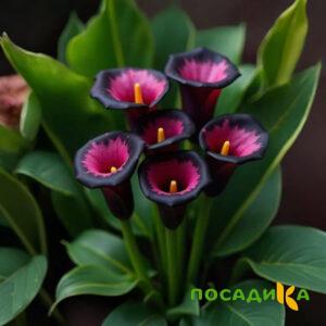 Калла Аура Лейс купить по цене от 400р. в интернет-магазине «Посадика» с доставкой почтой в в Жигулевске и по всей России – [изображение №1].