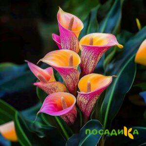 Калла Оникс купить по цене от 450р. в интернет-магазине «Посадика» с доставкой почтой в в Жигулевске и по всей России – [изображение №1].