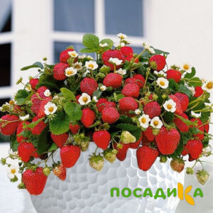 Клубника Рубиновый Шепот (горшечная) купить по цене от 240р. в интернет-магазине «Посадика» с доставкой почтой в в Жигулевске и по всей России – [изображение №1].