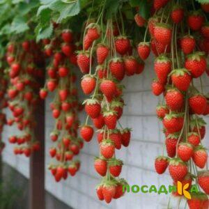 Клубника вьющаяся Комплимент купить по цене от 470р. в интернет-магазине «Посадика» с доставкой почтой в в Жигулевске и по всей России – [изображение №1].