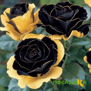 Роза Ханни Сикл купить по цене от 700р. в интернет-магазине «Посадика» с доставкой почтой в в Жигулевске и по всей России – [изображение №1].