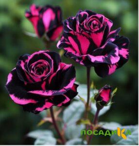 Роза Багровый Шепот купить по цене от 366р. в интернет-магазине «Посадика» с доставкой почтой в в Жигулевске и по всей России – [изображение №1].