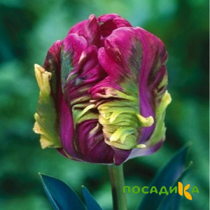 Тюльпан Экзотик Хэвен купить по цене от 186р. в интернет-магазине «Посадика» с доставкой почтой в в Жигулевске и по всей России – [изображение №1].