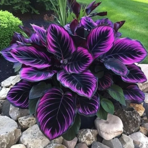 Хоста Люминоза купить по цене от 450р. в интернет-магазине «Посадика» с доставкой почтой в в Жигулевске и по всей России – [изображение №1].