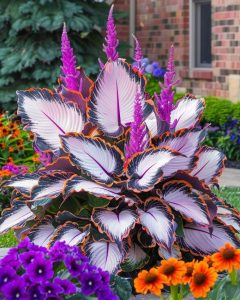 Хоста Кримэн Дрим купить по цене от 549р. в интернет-магазине «Посадика» с доставкой почтой в в Жигулевске и по всей России – [изображение №1].