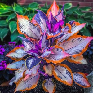 Хоста Эмеральд Тиара купить по цене от 602р. в интернет-магазине «Посадика» с доставкой почтой в в Жигулевске и по всей России – [изображение №1].