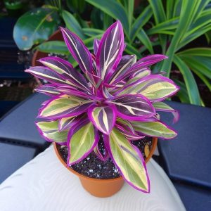 Хоста Сильвер Стик купить по цене от 650р. в интернет-магазине «Посадика» с доставкой почтой в в Жигулевске и по всей России – [изображение №1].