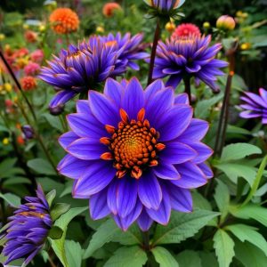 Георгин Лазурит купить по цене от 799р. в интернет-магазине «Посадика» с доставкой почтой в в Жигулевске и по всей России – [изображение №1].