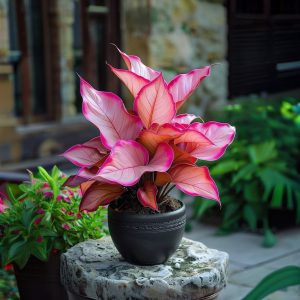 Хоста Розовая Симфония купить по цене от 800р. в интернет-магазине «Посадика» с доставкой почтой в в Жигулевске и по всей России – [изображение №1].