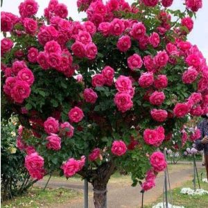 Роза Версаля купить по цене от 232р. в интернет-магазине «Посадика» с доставкой почтой в в Жигулевске и по всей России – [изображение №1].