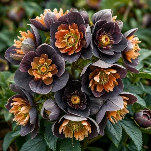 Морозник Блум Айс купить по цене от 499р. в интернет-магазине «Посадика» с доставкой почтой в в Жигулевске и по всей России – [изображение №1].