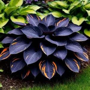 Хоста Умбра купить по цене от 349р. в интернет-магазине «Посадика» с доставкой почтой в в Жигулевске и по всей России – [изображение №1].