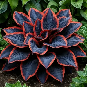 Хоста Солнечный Агат купить по цене от 440р. в интернет-магазине «Посадика» с доставкой почтой в в Жигулевске и по всей России – [изображение №1].