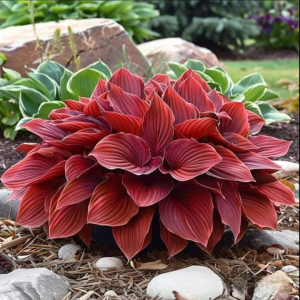 Хоста Малыш Шедевр купить по цене от 421р. в интернет-магазине «Посадика» с доставкой почтой в в Жигулевске и по всей России – [изображение №1].