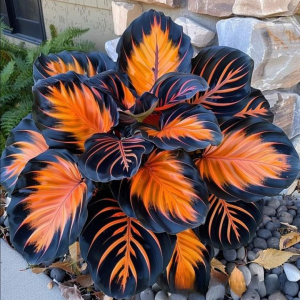 Хоста Сикрет Форест купить по цене от 601р. в интернет-магазине «Посадика» с доставкой почтой в в Жигулевске и по всей России – [изображение №1].