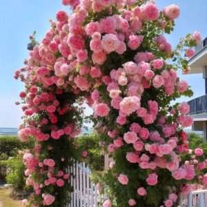 Роза Пастель Розе купить по цене от 605р. в интернет-магазине «Посадика» с доставкой почтой в в Жигулевске и по всей России – [изображение №1].