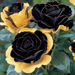 Роза Ханни Сикл купить по цене от 700р. в интернет-магазине «Посадика» с доставкой почтой в в Жигулевске и по всей России – [изображение №1].